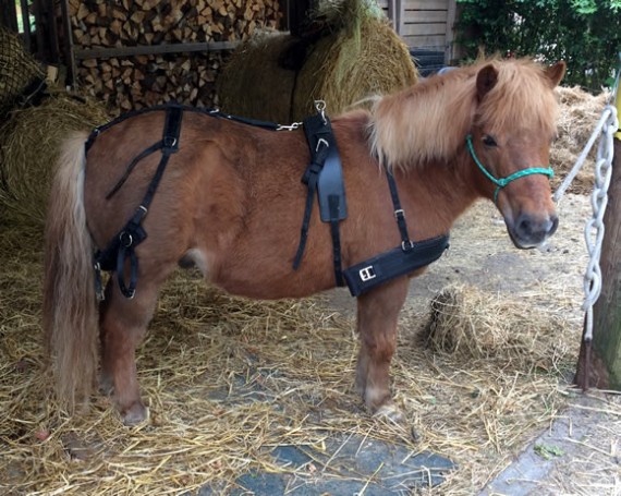 Bugsy in harness