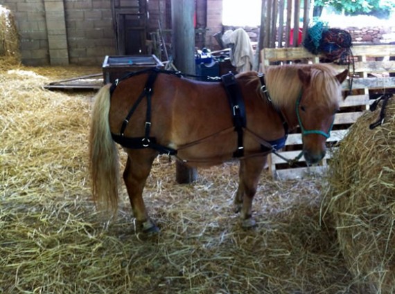 Bugsy in harness