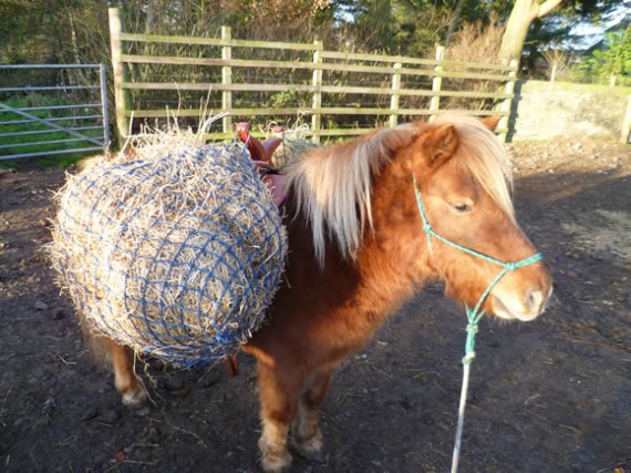 Bugsy wearing his klibber