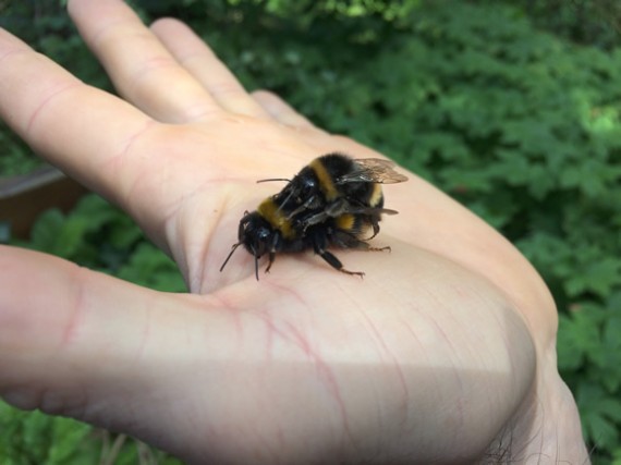 Bumblebees mating