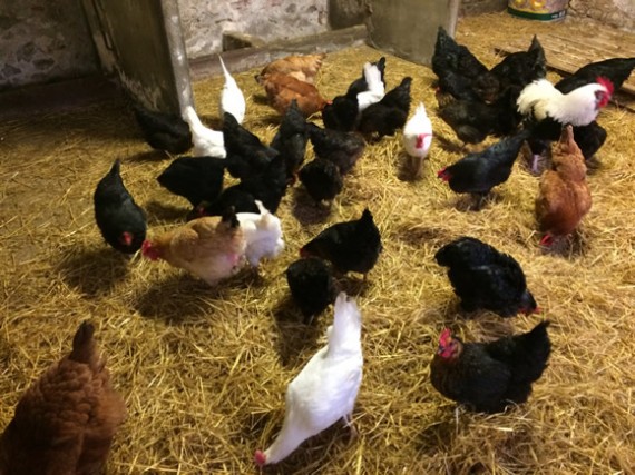 Byre hens