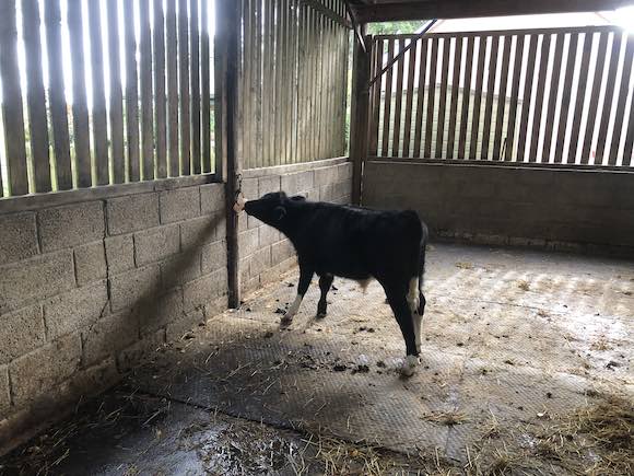 calf salt