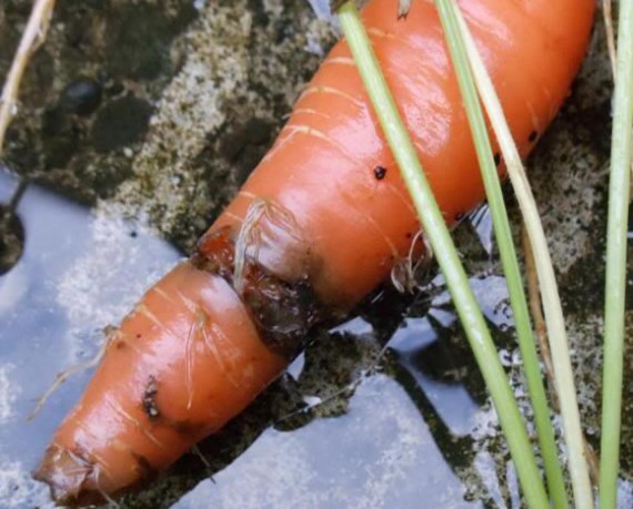 Carrot fly damage