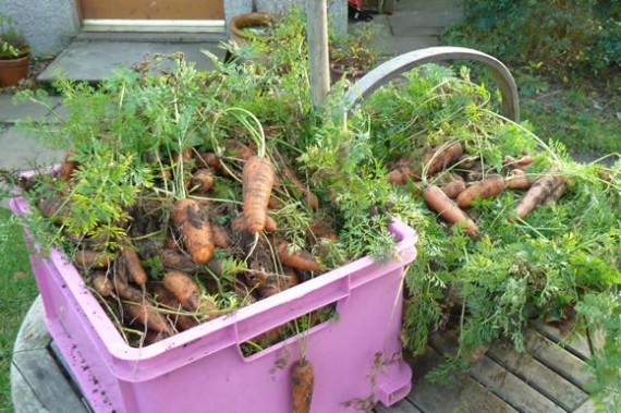 Carrot harvest