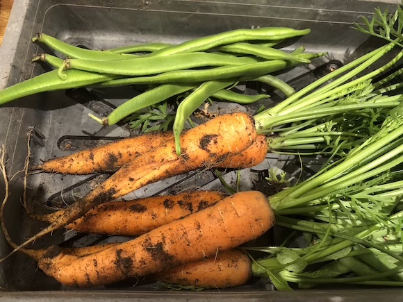 carrots