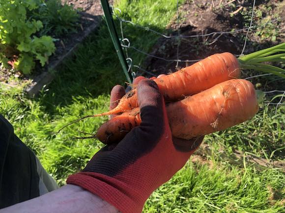 carrots