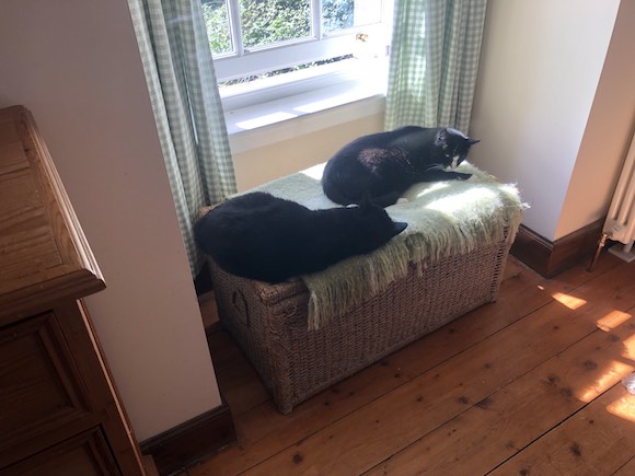 cats