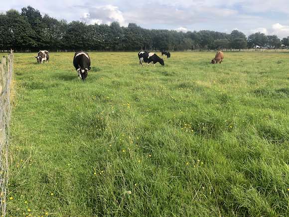 cattle