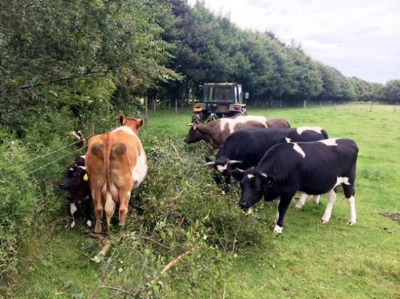 Cattle browsing