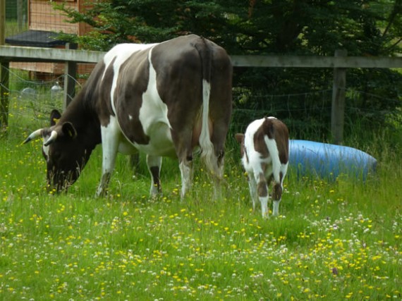 Cattle grazing