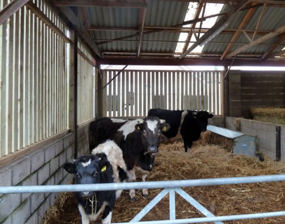 Housing Cattle The Accidental Smallholder