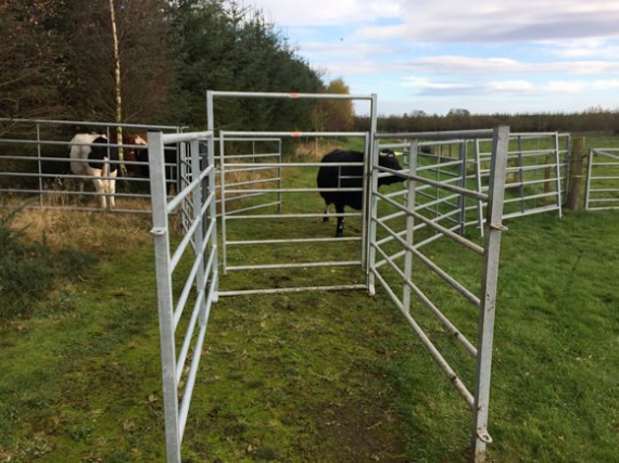 Cattle pen at Astwood