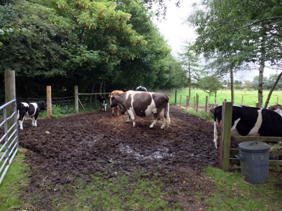 Cattle playing after milking