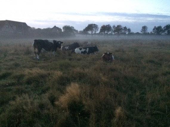 cattle