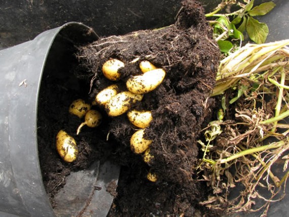 Container grown potatoes