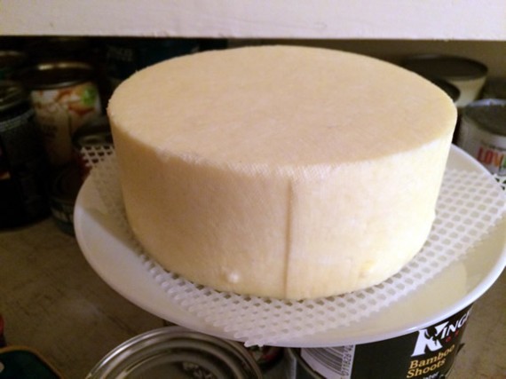 Home-made Cheddar Cheese