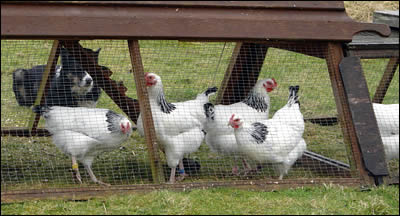 Young Light Sussex hens