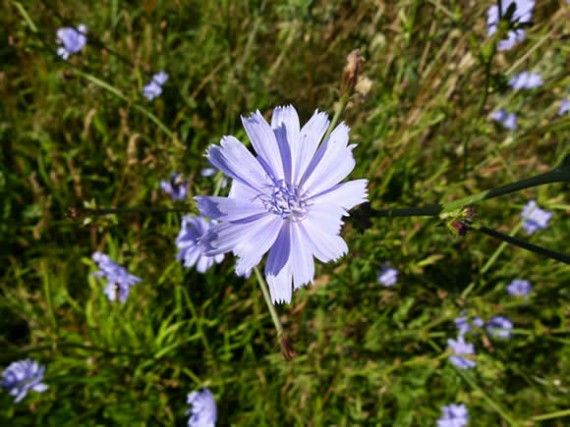 Chicory