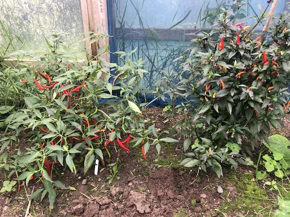 chilli