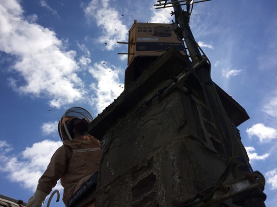 Chimney swarm attempted recovery