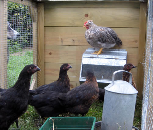 Chip on top of the feeder