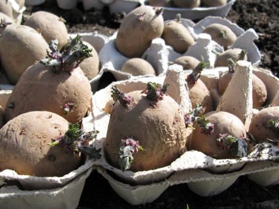 Chitting potatoes