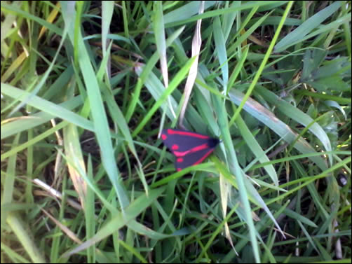 Cinnabar Moth