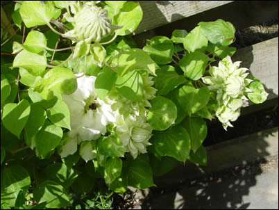 Clematis Elizabeth