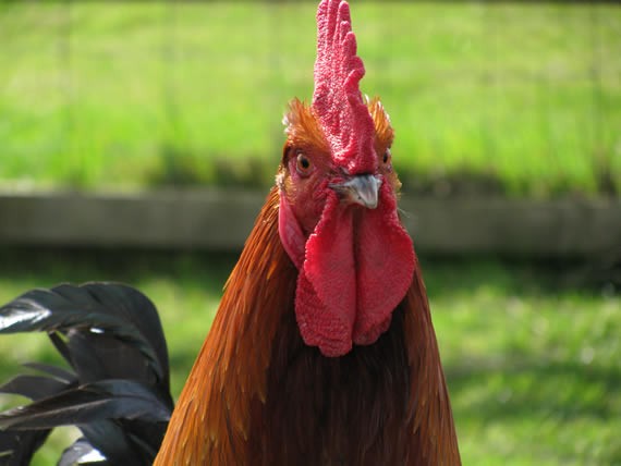 Hector, Copper Black Maran cockerel