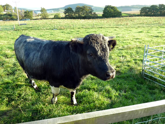 Collafirth Viking