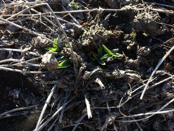 Comfrey sprouting