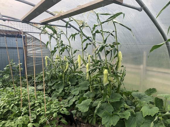 corn