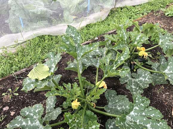 courgettes