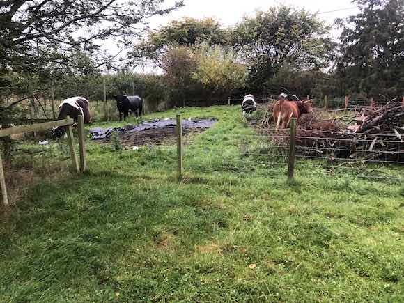 cattle