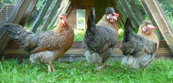 Cream Crested Legbar hens