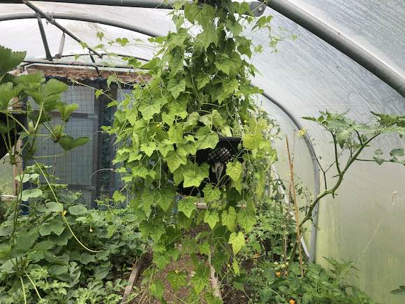 cucamelon
