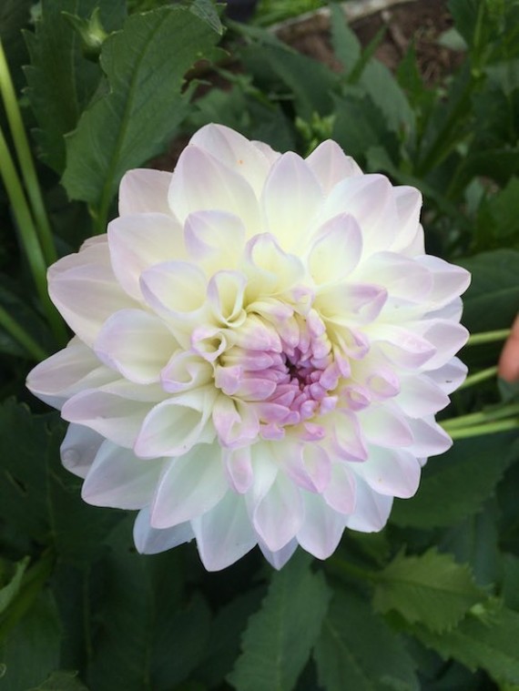 dahlia