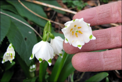 Snowdrops