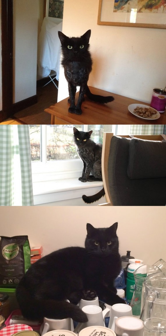 Diesel's first 2 years