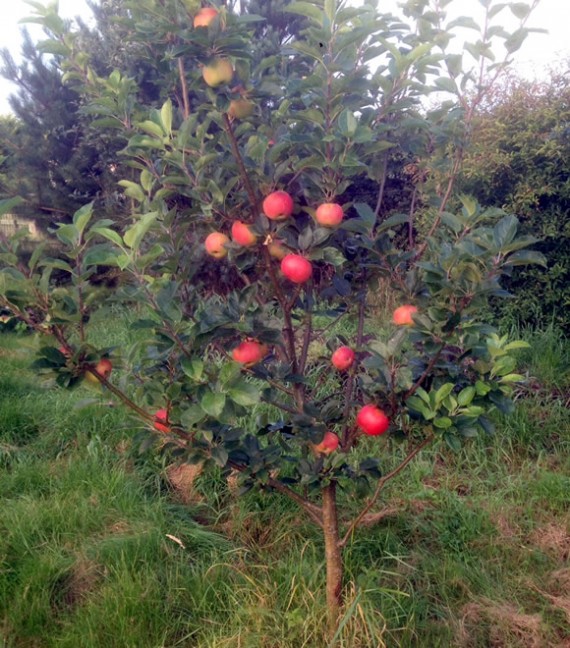Discovery apple tree