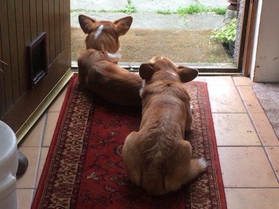 dogs