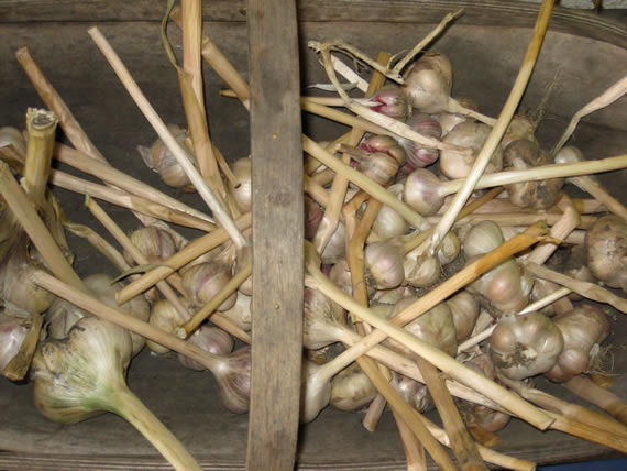 Dried garlic, ready for storage