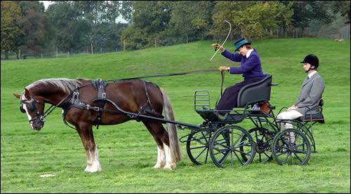 Palamino Welsh Cob completing dressage test