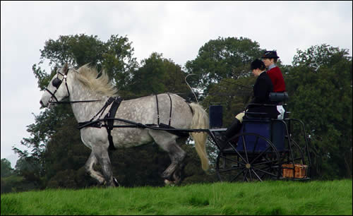 Highland cross Clydesdale