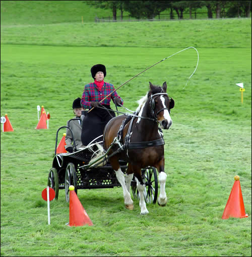 Coloured Cob in cones test