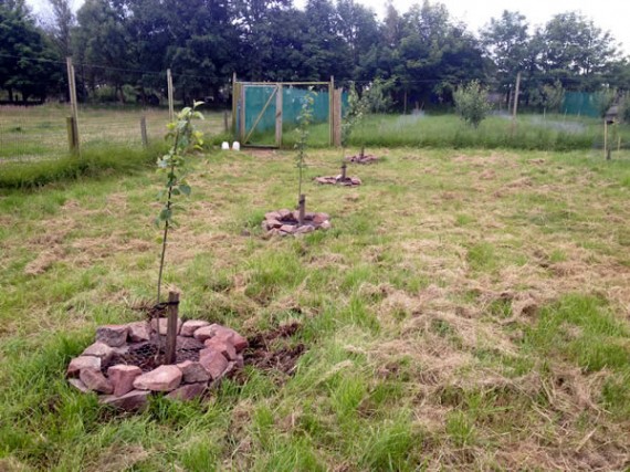 Dry stone tree guards