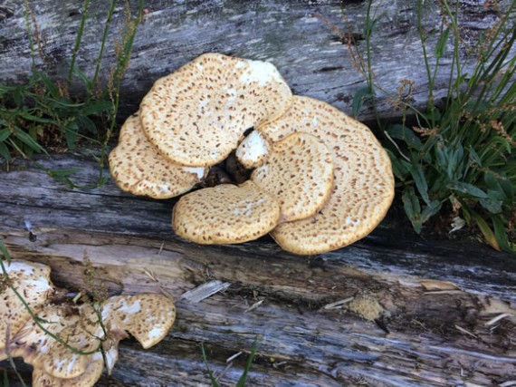 Dryad's Saddle mushroom