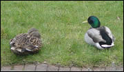 Pair of mallard ducks