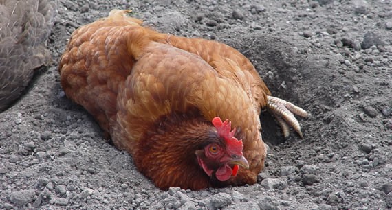 Hen having a dust bath