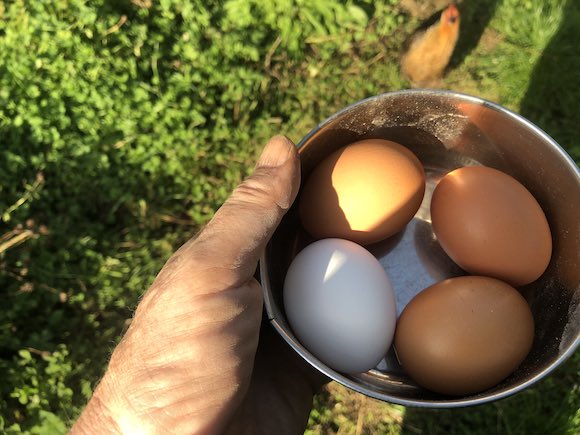 eggs